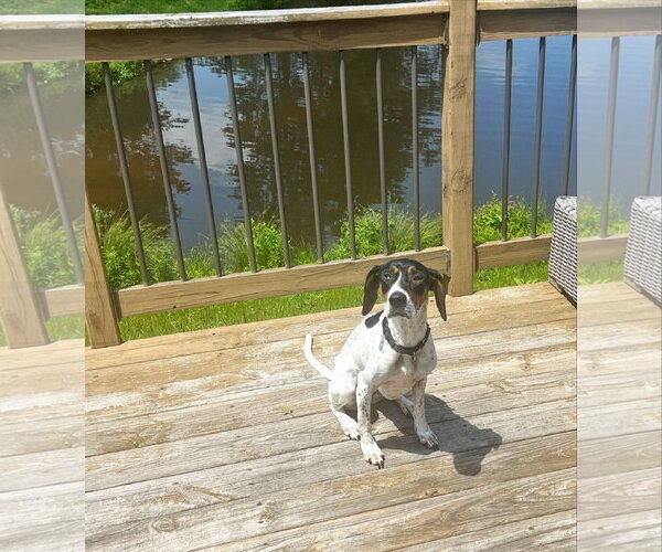Medium Photo #15 American Foxhound-Beagle Mix Puppy For Sale in Holly Springs, NC, USA
