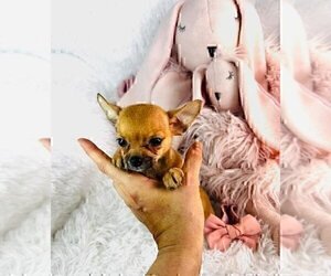 Medium Chihuahua
