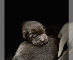 Small Photo #4 Labrador Retriever Puppy For Sale in MC LEANSBORO, IL, USA