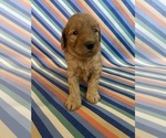 Small Photo #37 Goldendoodle Puppy For Sale in FRESNO, CA, USA