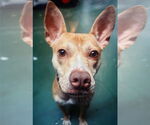 Small #4 American Pit Bull Terrier-Chihuahua Mix