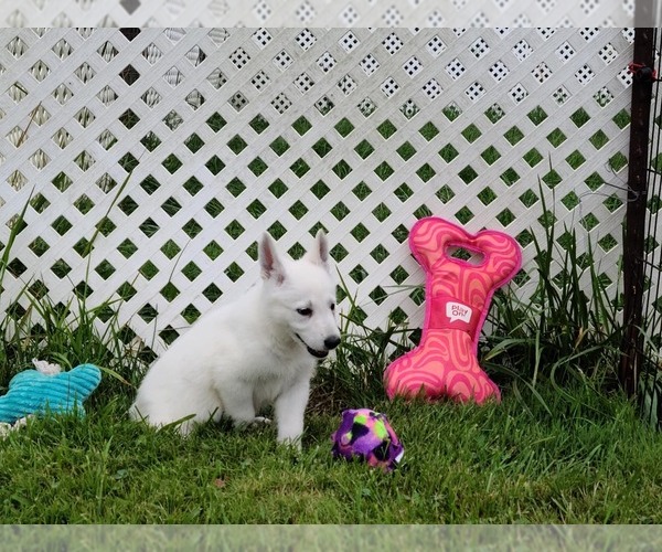 Medium Photo #17 German Shepherd Dog Puppy For Sale in CECILIA, KY, USA