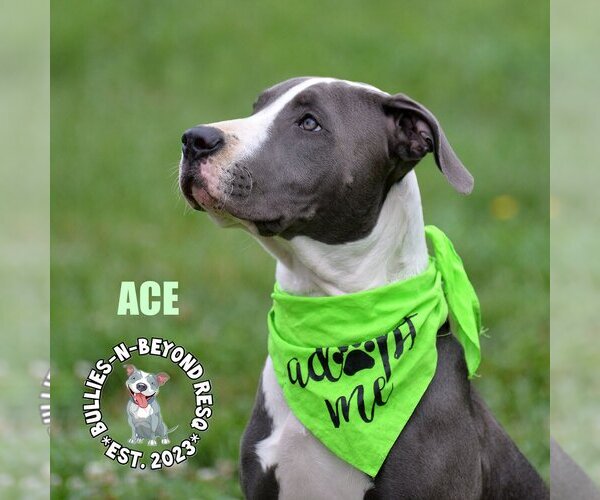 Medium Photo #7 Staffordshire Bull Terrier-Unknown Mix Puppy For Sale in Omaha, NE, USA