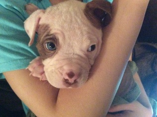 American Bully Puppy for sale in LAKE ODESSA, MI, USA