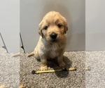 Puppy Yellow Golden Retriever