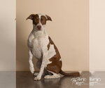 Bear - Female Pointer-Unknown Mix Dog for Adoption - Small photo