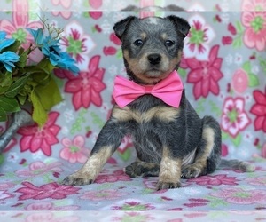 Australian Cattle Dog Puppy for sale in LANCASTER, PA, USA