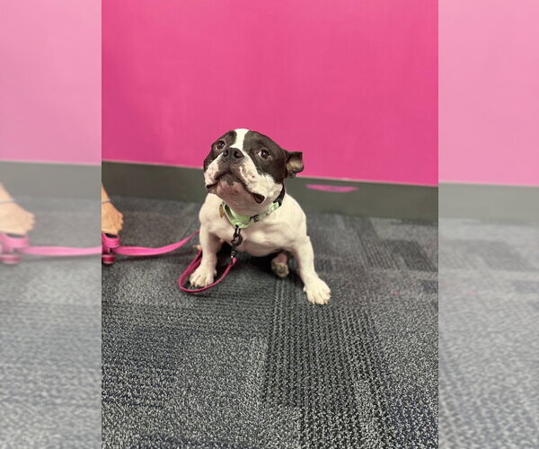 Medium Photo #2 Bulldog-Unknown Mix Puppy For Sale in Shermans Dale, PA, USA
