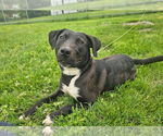 Small #3 American Pit Bull Terrier-Labrador Retriever Mix