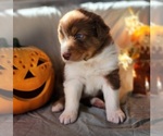 Puppy Frankie Australian Shepherd