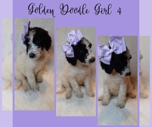 Goldendoodle-Poodle (Standard) Mix Puppy for sale in INDIANAPOLIS, IN, USA