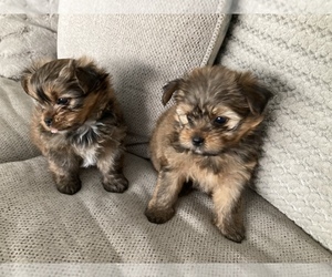 Shorkie Tzu Puppy for Sale in CAPE CORAL, Florida USA