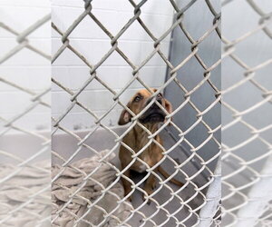 Black Mouth Cur Dogs for adoption in Tavares, FL, USA