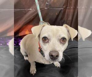 Chihuahua-Unknown Mix Dogs for adoption in Modesto, CA, USA