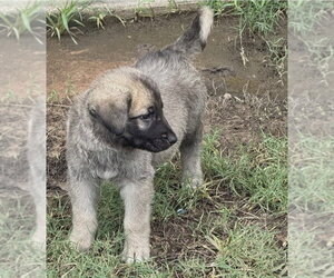 German Shepherd Dog-Unknown Mix Dogs for adoption in Lakewood, CO, USA