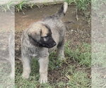 Small German Shepherd Dog Mix