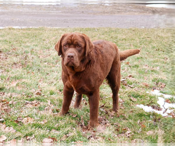 Medium Photo #2 Labrador Retriever Puppy For Sale in SYRACUSE, IN, USA