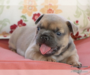 French Bulldog Puppy for sale in WINNSBORO, TX, USA