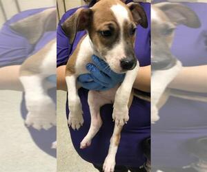 American Pit Bull Terrier Dogs for adoption in Conroe, TX, USA