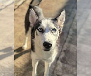 Siberian Husky Dogs for adoption in Matawan, NJ, USA