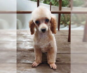 Poodle (Miniature) Dogs for adoption in Lincolnwood, IL, USA