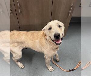 Labrenees Dogs for adoption in Baytown, TX, USA