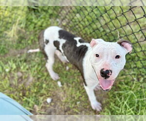 American Bulldog-Unknown Mix Dogs for adoption in Tavares, FL, USA