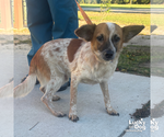 Small Red Heeler Mix