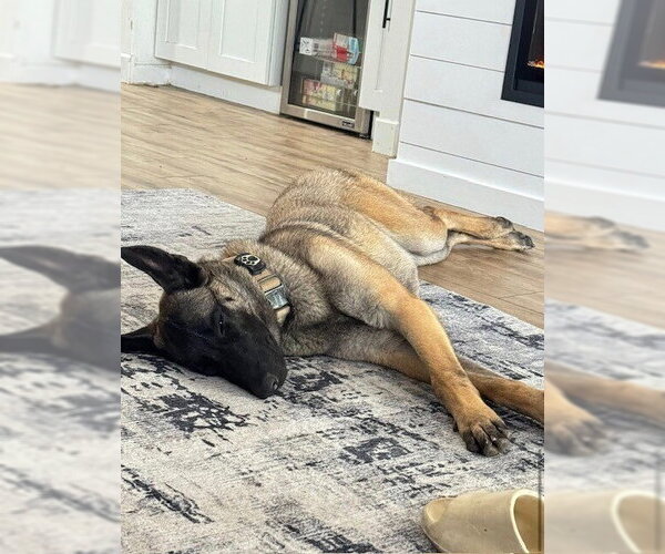 Medium Photo #2 Mutt Puppy For Sale in Imlay City, MI, USA