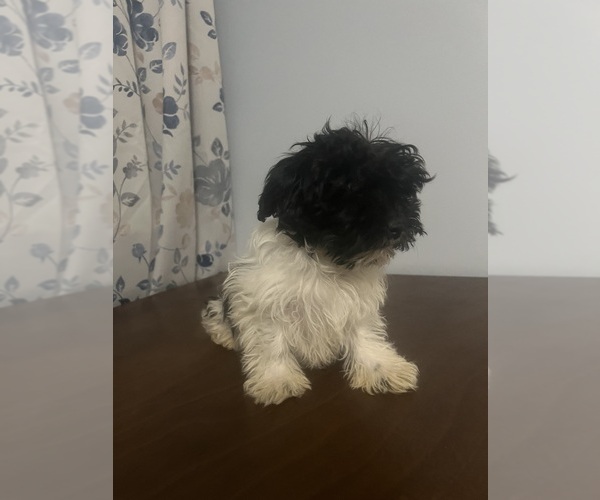 Medium Photo #53 Havanese Puppy For Sale in DURHAM, CT, USA