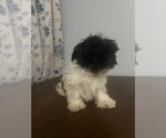 Small #52 Havanese