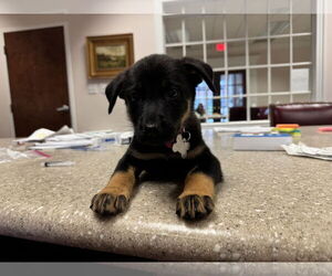 Mutt Dogs for adoption in Holly Springs, NC, USA
