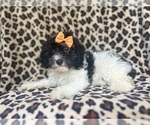 Small #3 Cavapoo