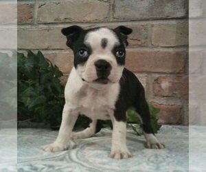 Boston Terrier Puppy for sale in HOT SPRINGS, SD, USA