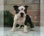 Small Boston Terrier