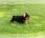 Small #8 Yorkshire Terrier