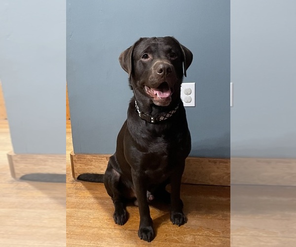 Medium Photo #1 Labrador Retriever Puppy For Sale in LISBON, CT, USA