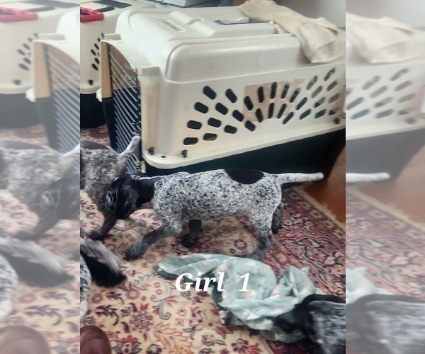 Medium Photo #2 German Shorthaired Pointer Puppy For Sale in N SYRACUSE, NY, USA