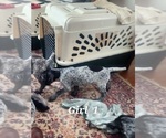 Small Photo #2 German Shorthaired Pointer Puppy For Sale in N SYRACUSE, NY, USA