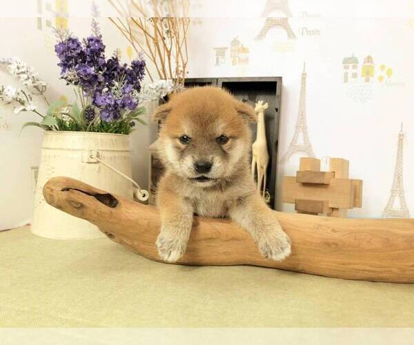 View Ad: Shiba Inu Puppy for Sale near Washington, SEATTLE, USA. ADN-210437