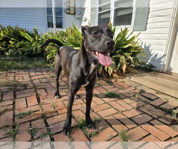 Medium Photo #3 Labrador Retriever-Unknown Mix Puppy For Sale in Abbeville, LA, USA