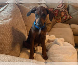 Doberman Pinscher-Unknown Mix Dogs for adoption in Andover, MN, USA