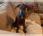Monica~FOSTER or FOSTER TO ADOPT NEEDED~ - Female Doberman Pinscher-Unknown Mix Dog for Adoption - Small photo
