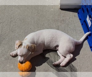 Eskijac Dogs for adoption in TORRANCE, CA, USA