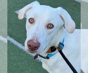 Labrador Retriever-Unknown Mix Dogs for adoption in San Diego, CA, USA