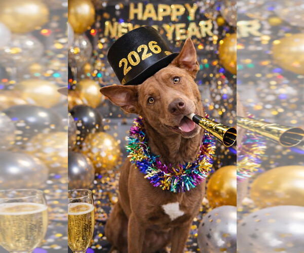 Medium Photo #1 German Shepherd Dog-Unknown Mix Puppy For Sale in Westminster, MD, USA