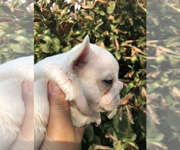 Medium Photo #5 French Bulldog Puppy For Sale in HESPERIA, CA, USA