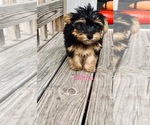 Small Photo #3 Yorkshire Terrier Puppy For Sale in PLANT CITY, FL, USA