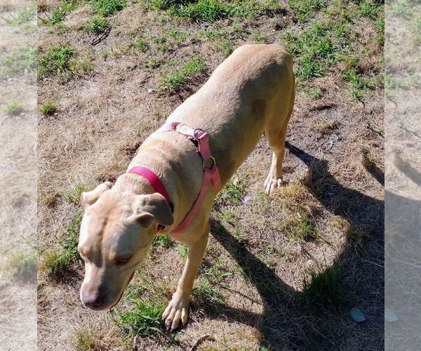 Medium Photo #47 American Pit Bull Terrier-Unknown Mix Puppy For Sale in Oakhurst, NJ, USA