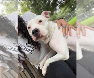 American Staffordshire Terrier-Eurasier Mix Dogs for adoption in Front Royal, VA, USA